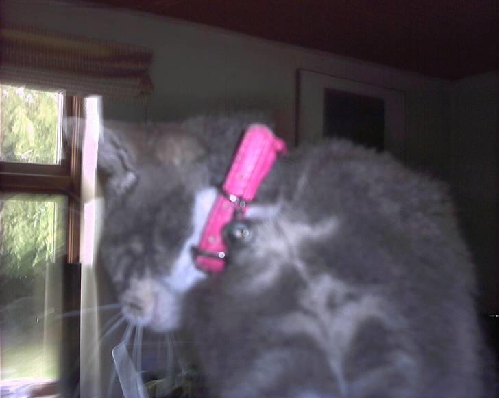 Blanding af racer sille (flyttet) billede 6