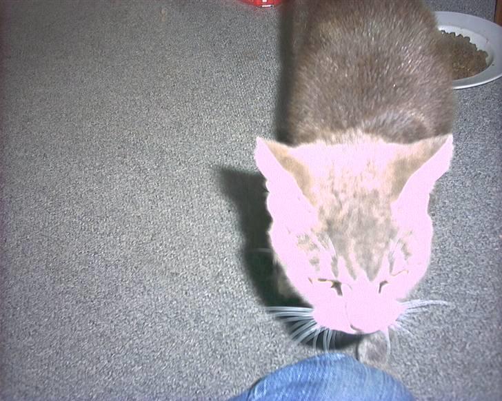 Blanding af racer sille (flyttet) billede 7