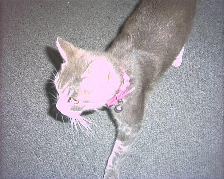 Blanding af racer sille (flyttet) billede 8