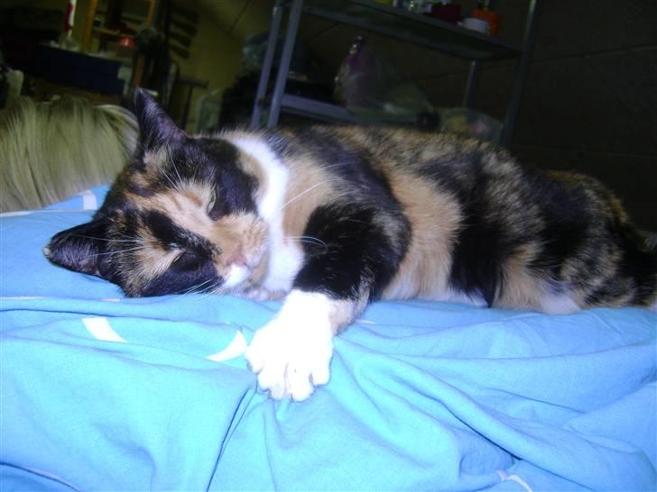 Huskat Smiv billede 3