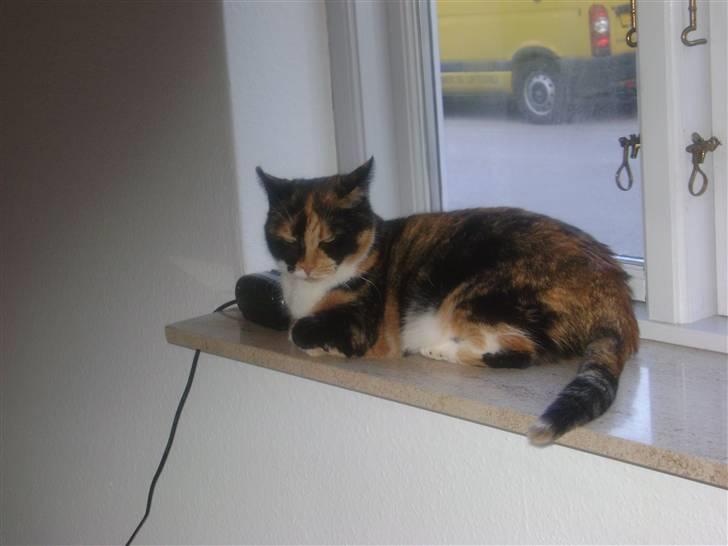 Huskat Smiv billede 4