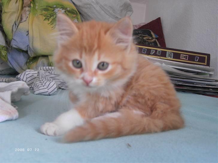 Blanding af racer Floffi baby chiller - hun er bare dejlig billede 9