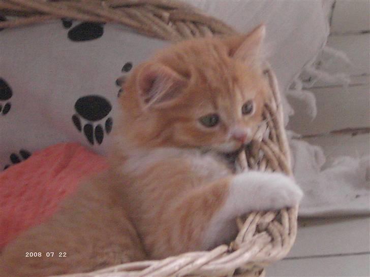 Blanding af racer Floffi baby chiller billede 10