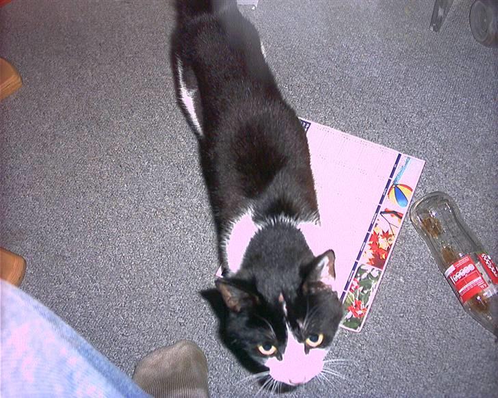 Huskat molly (flyttet) billede 5