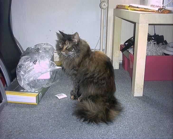 Maine Coon molly r.i.p 2001*   + billede 1
