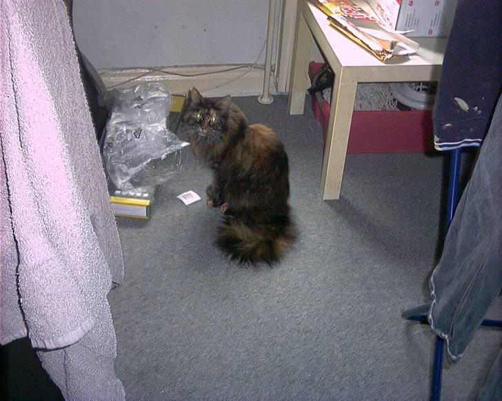 Maine Coon molly r.i.p 2001*   + billede 2