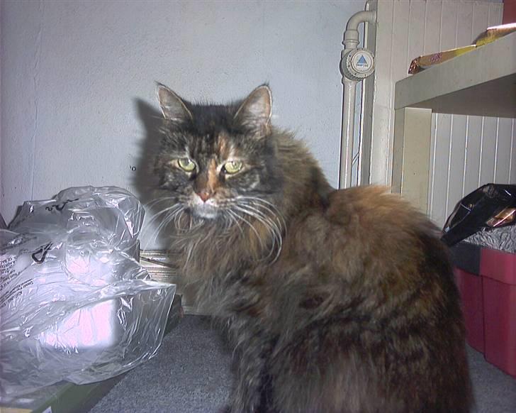 Maine Coon molly r.i.p 2001*   + billede 3