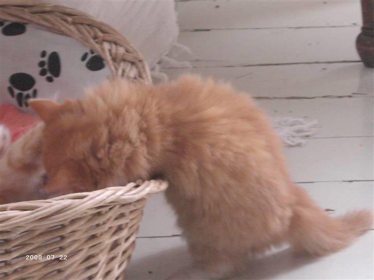 Blanding af racer Monty **SAVNES Stadig** billede 2