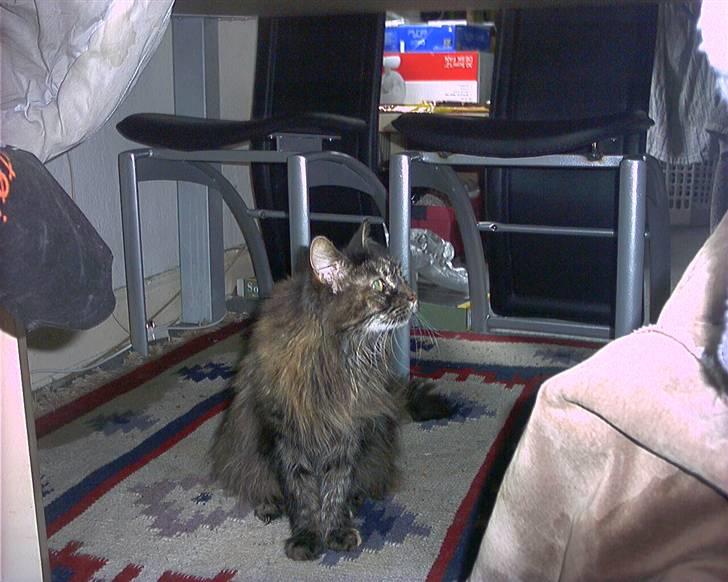 Maine Coon molly r.i.p 2001*   + billede 4
