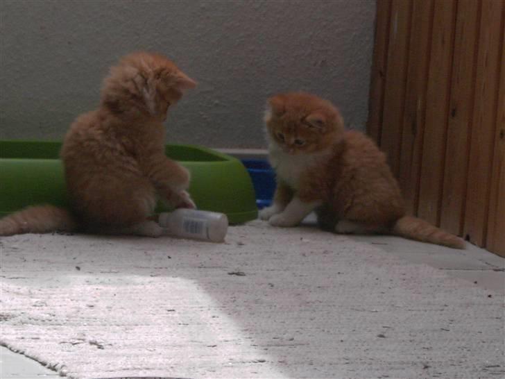 Blanding af racer Monty **SAVNES Stadig** billede 3