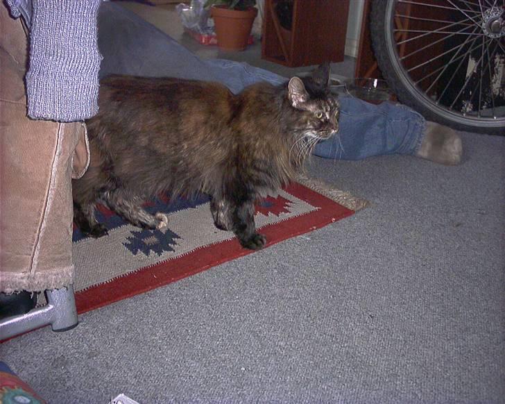 Maine Coon molly r.i.p 2001*   + billede 5