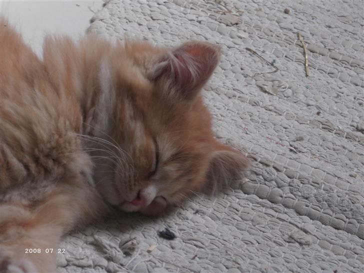 Blanding af racer Monty **SAVNES Stadig** billede 4