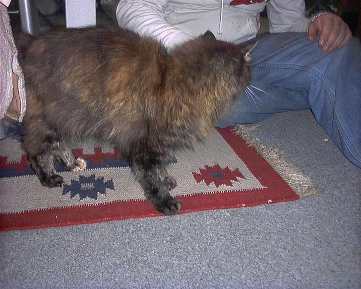 Maine Coon molly r.i.p 2001*   + billede 6