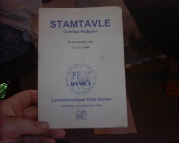 Maine Coon molly r.i.p 2001*   + billede 7