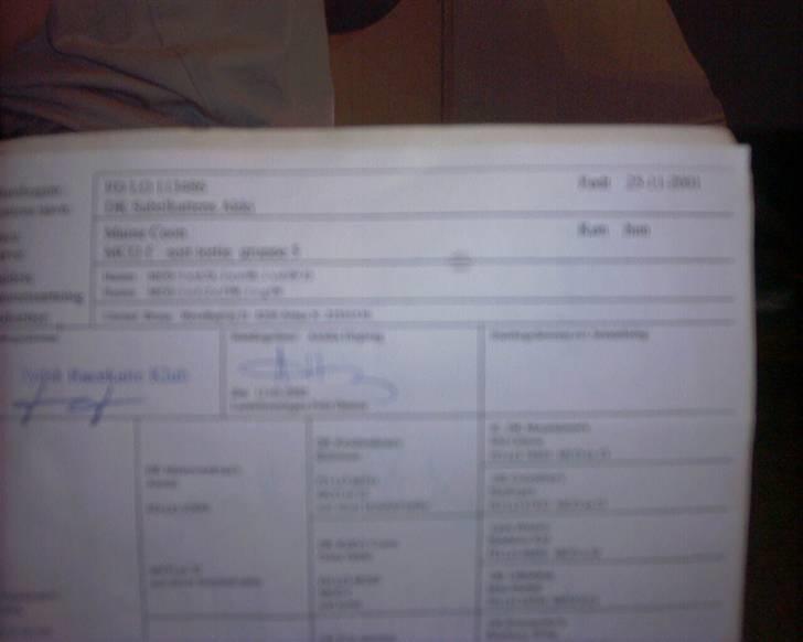 Maine Coon molly r.i.p 2001*   + billede 9