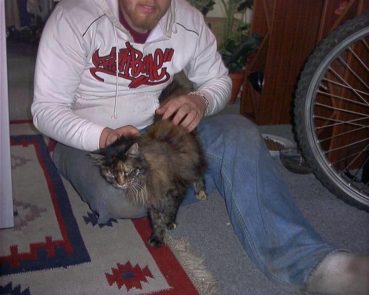 Maine Coon molly r.i.p 2001*   + billede 10