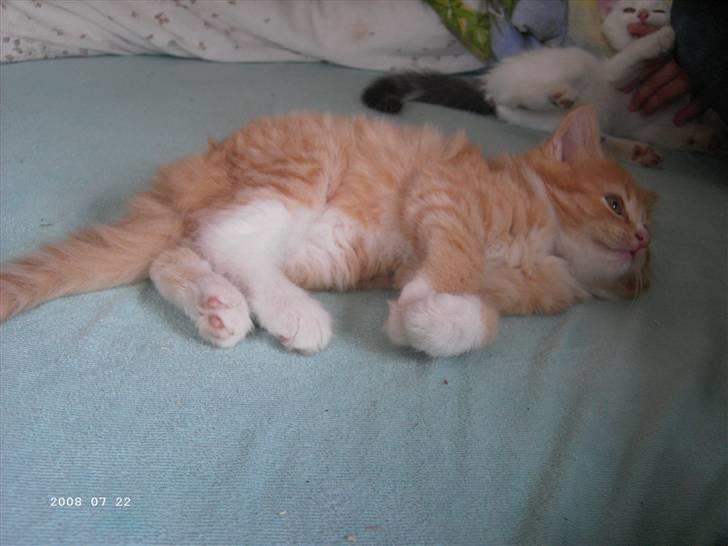 Blanding af racer Monty **SAVNES Stadig** billede 5