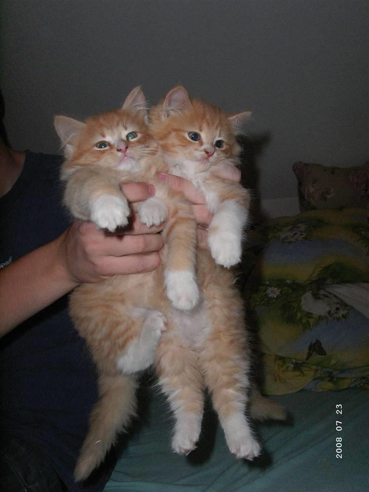 Blanding af racer Monty **SAVNES Stadig** - Monty and floffi/flomme billede 6