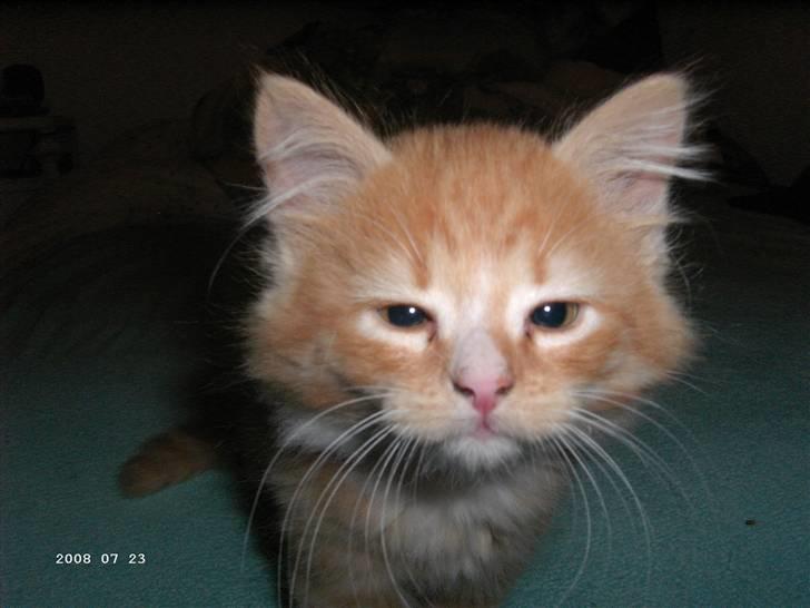 Blanding af racer Monty **SAVNES Stadig** billede 7