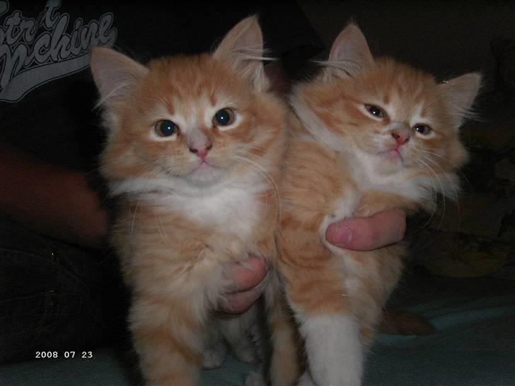 Blanding af racer Monty **SAVNES Stadig** billede 8