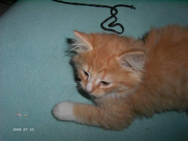 Blanding af racer Monty **SAVNES Stadig** billede 9