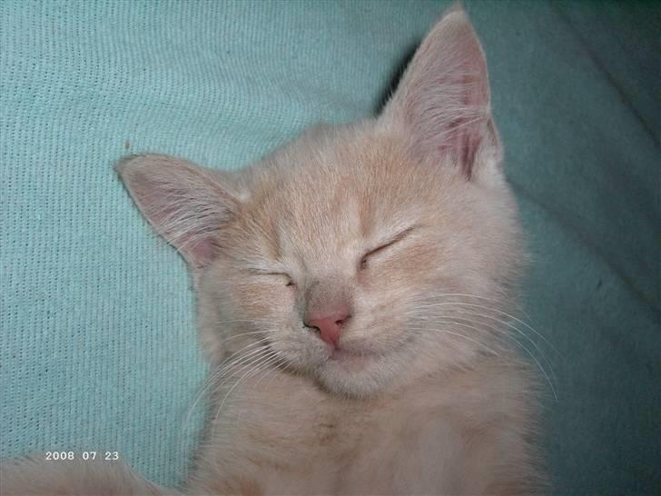 Blanding af racer Patty .*Solgt til naboen* billede 1