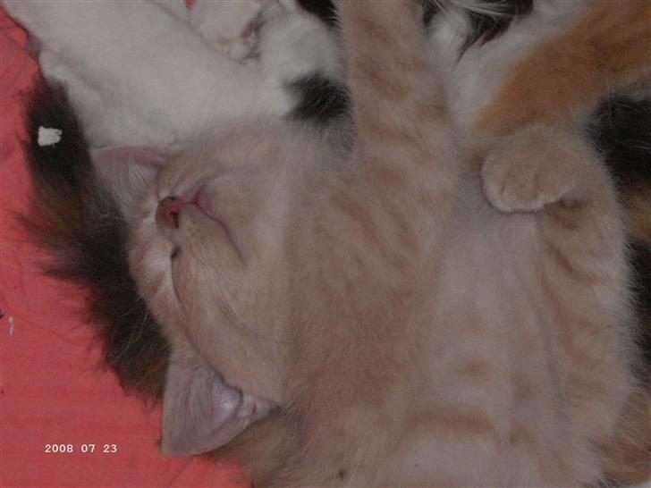 Blanding af racer Patty .*Solgt til naboen* billede 2