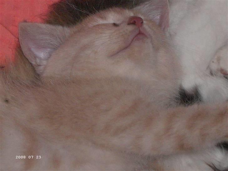 Blanding af racer Patty .*Solgt til naboen* billede 3