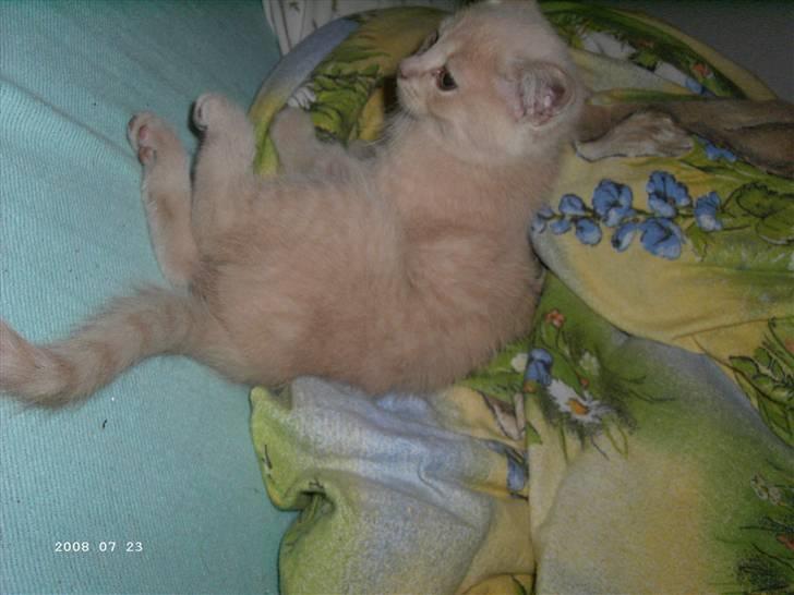 Blanding af racer Patty .*Solgt til naboen* billede 4