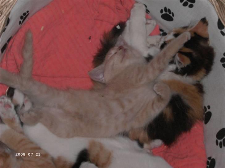 Blanding af racer Patty .*Solgt til naboen* billede 5