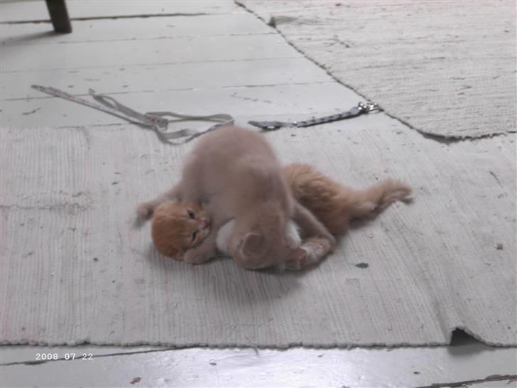 Blanding af racer Patty .*Solgt til naboen* billede 6