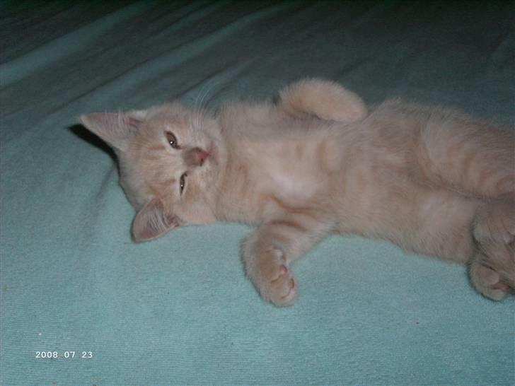 Blanding af racer Patty .*Solgt til naboen* billede 7