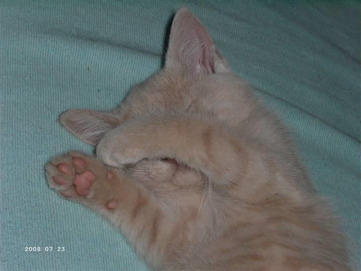 Blanding af racer Patty .*Solgt til naboen* billede 8