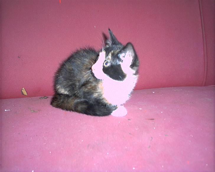 Blanding af racer lady (død): billede 1