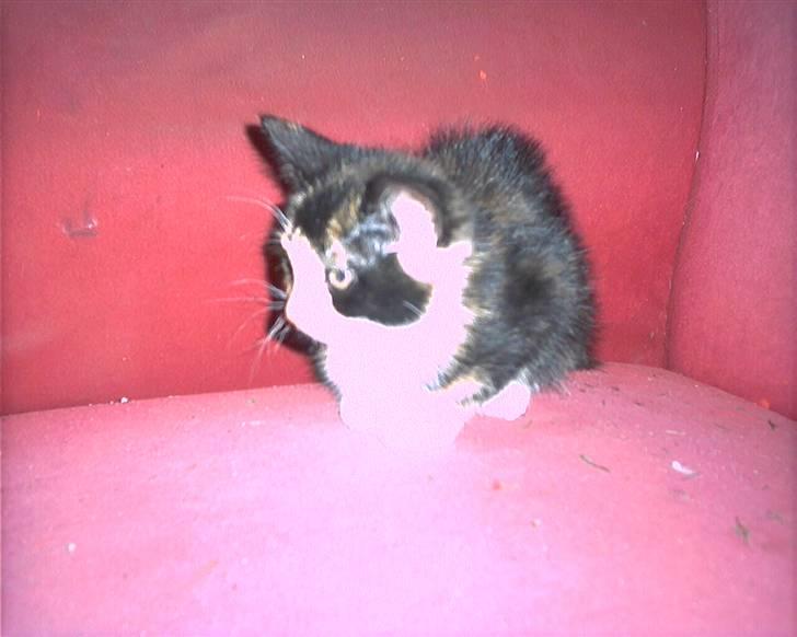 Blanding af racer lady (død): billede 2