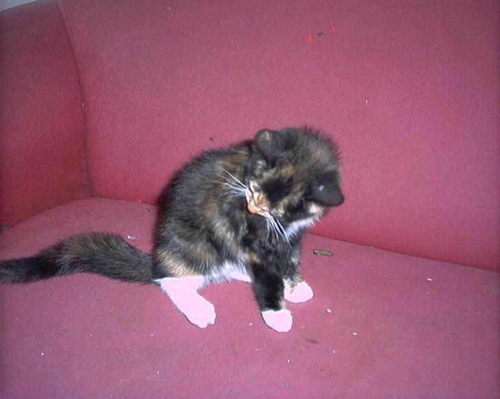 Blanding af racer lady (død): billede 3