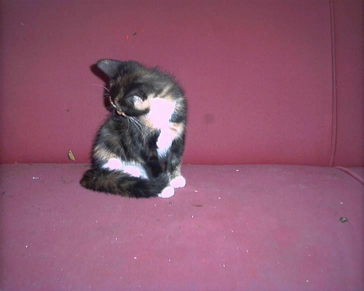 Blanding af racer lady (død): billede 4