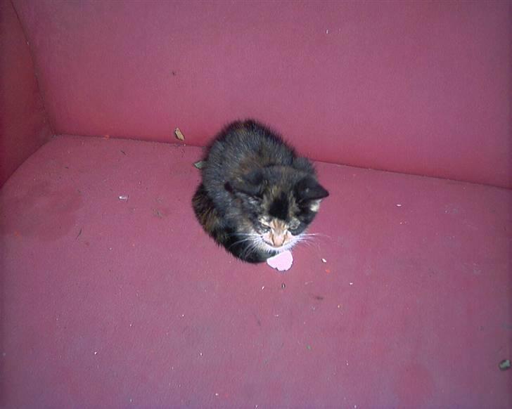 Blanding af racer lady (død): billede 5