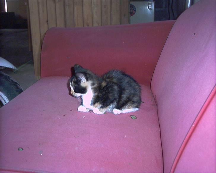 Blanding af racer lady (død): billede 6