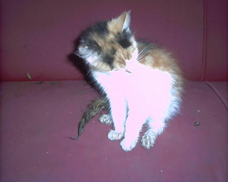 Blanding af racer beudy (død): billede 1