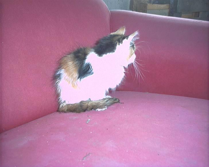 Blanding af racer beudy (død): billede 2