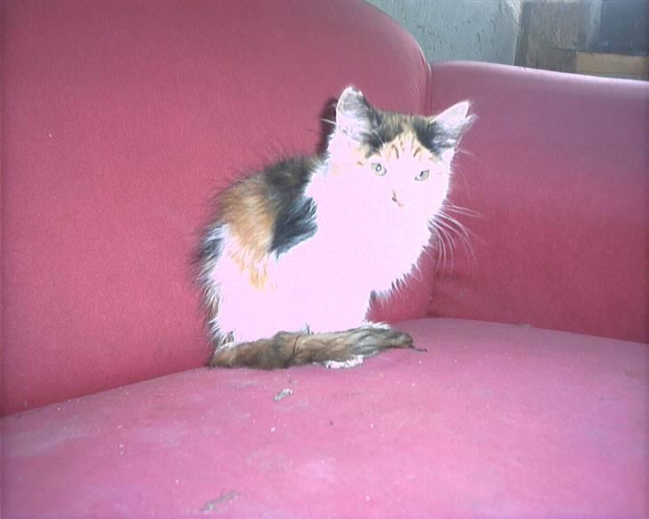 Blanding af racer beudy (død): billede 3