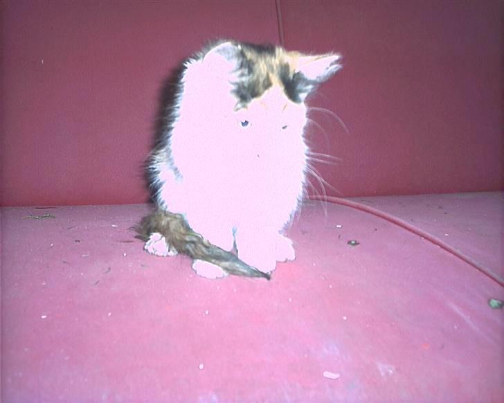 Blanding af racer beudy (død): billede 4