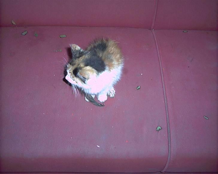 Blanding af racer beudy (død): billede 5