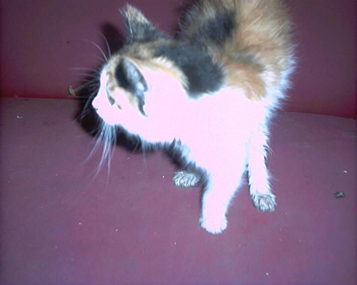 Blanding af racer beudy (død): billede 6