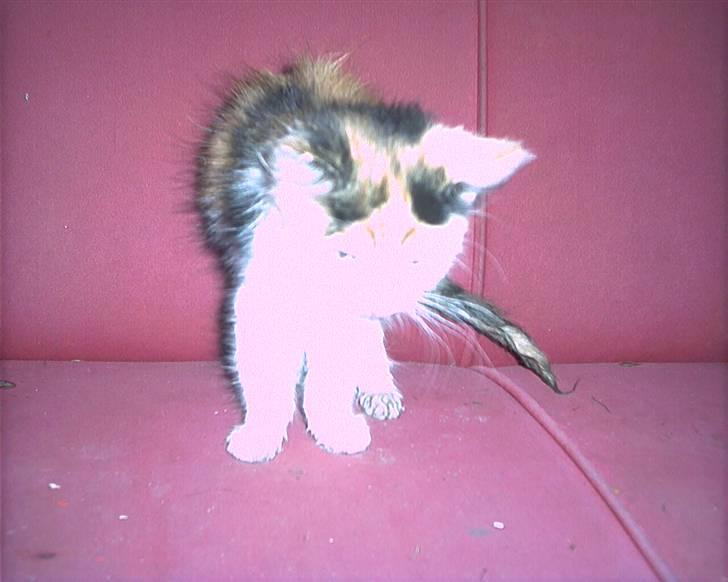 Blanding af racer beudy (død): billede 7