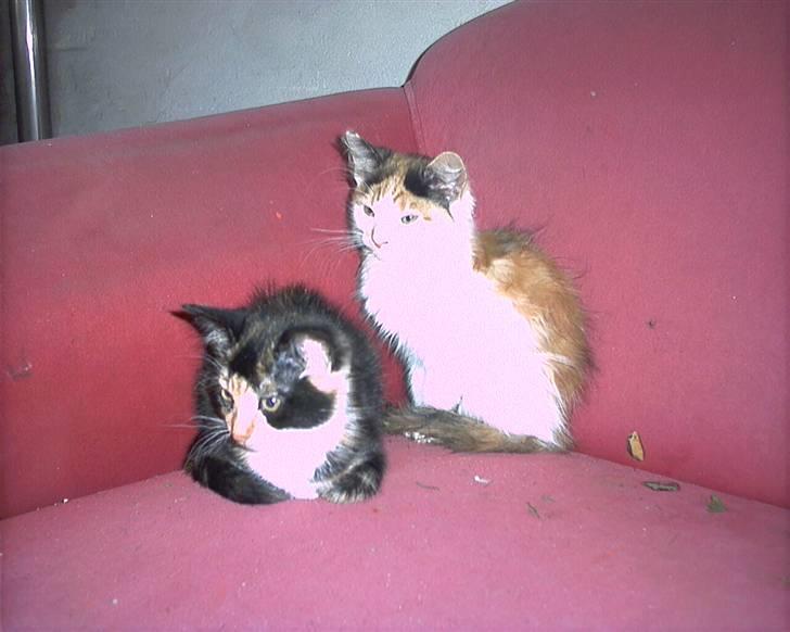 Blanding af racer beudy (død): - mig og min søster. billede 8