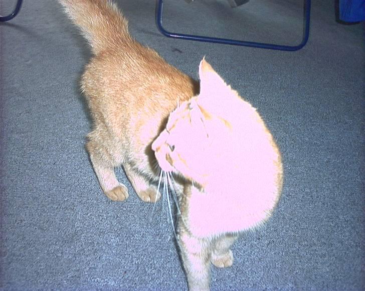 Huskat garfield rip 2007* + billede 3