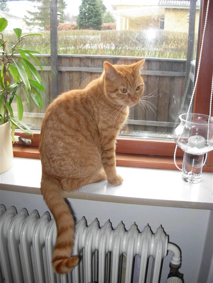 Huskat samson - samson billede 1