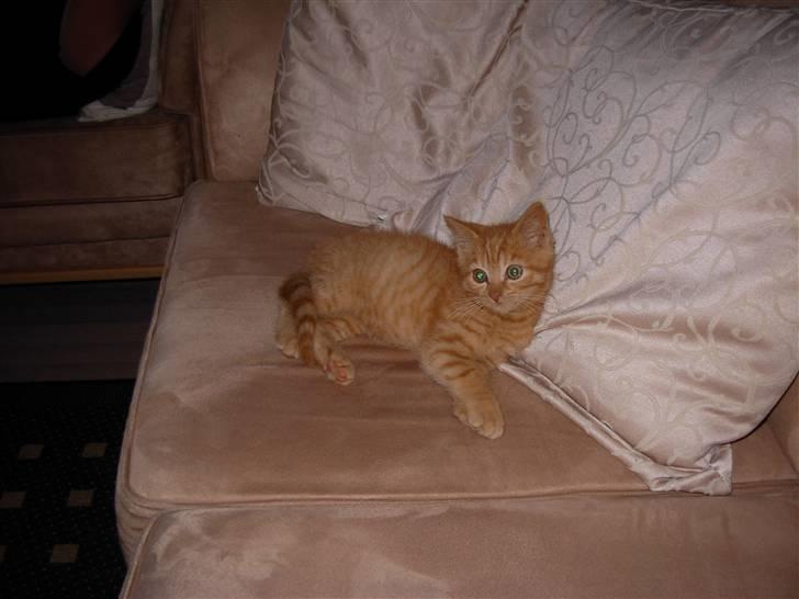 Huskat samson billede 2